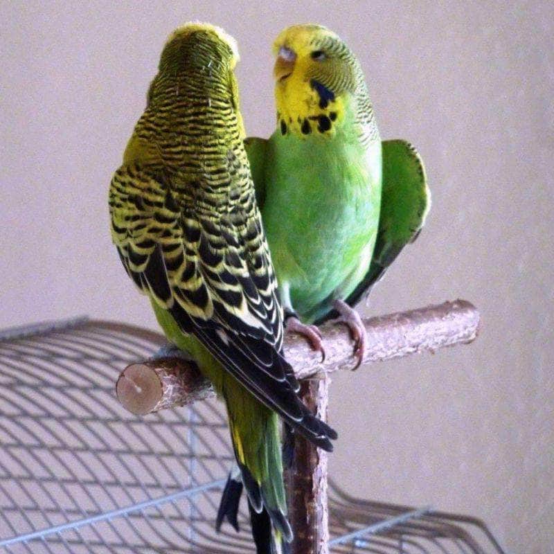 Perchoirs pour perruches et perroquets avec fixation par ventouse -  Qualitybird - la boutique de vos oiseaux