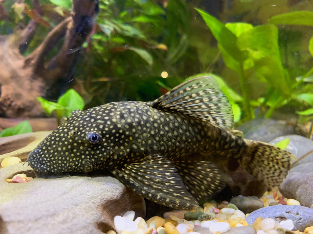 L'Étonnant Ancistrus dit Bristlenose Pleco: Un Ajout Unique à Votre Aquarium