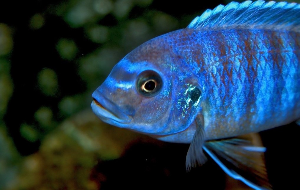 Les Cichlidés Africains: La Fascinante Beauté des Lacs