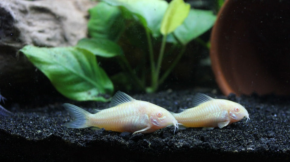 Explorer le monde énigmatique des Corydoras, des poissons-chats fascinants: Un guide sur ces créatures aquatiques captivantes