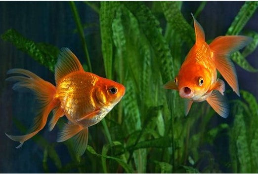 Les Poissons Rouges: La Beauté Éclatante des Aquariums