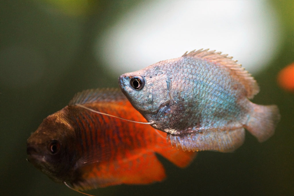 Découvrez l'univers envoûtant des Gouramis: Des poissons d'aquarium captivants