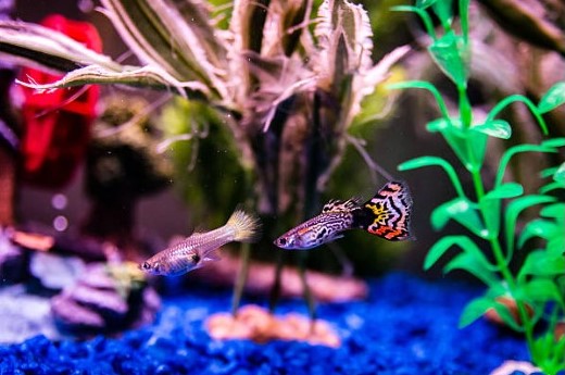 Les Guppies: Des Poissons Colorés et Fascinants pour Votre Aquarium