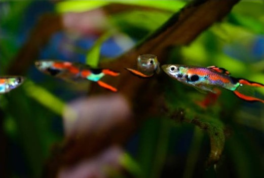 Les Guppy Endlers: De Petits Trésors Colorés dans l'Aquarium