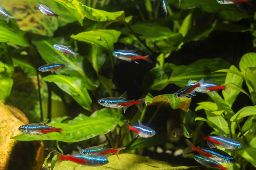 Les Néons Tétras: Des Éclats de Couleur dans l'Aquarium