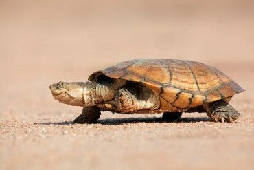 Pelomedusa suburba: Une Tortue Fascinante à Choyer comme Animal de Compagnie