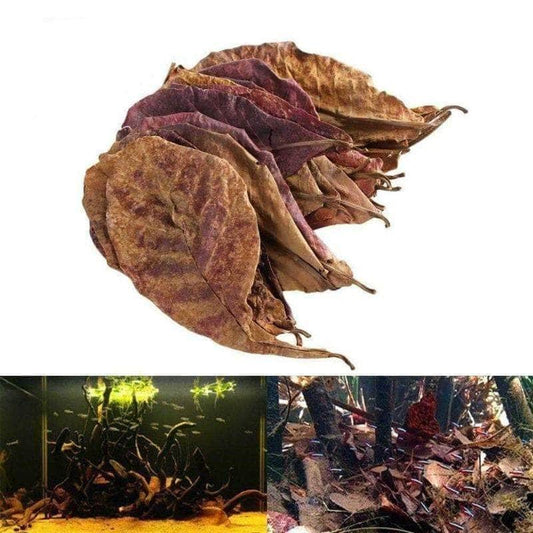 10 feuilles de badamier Terminalia Catappa bactéricide naturel amélioration et maintien de la qualité et du pH de l'eau aquarium-1-Petmonde